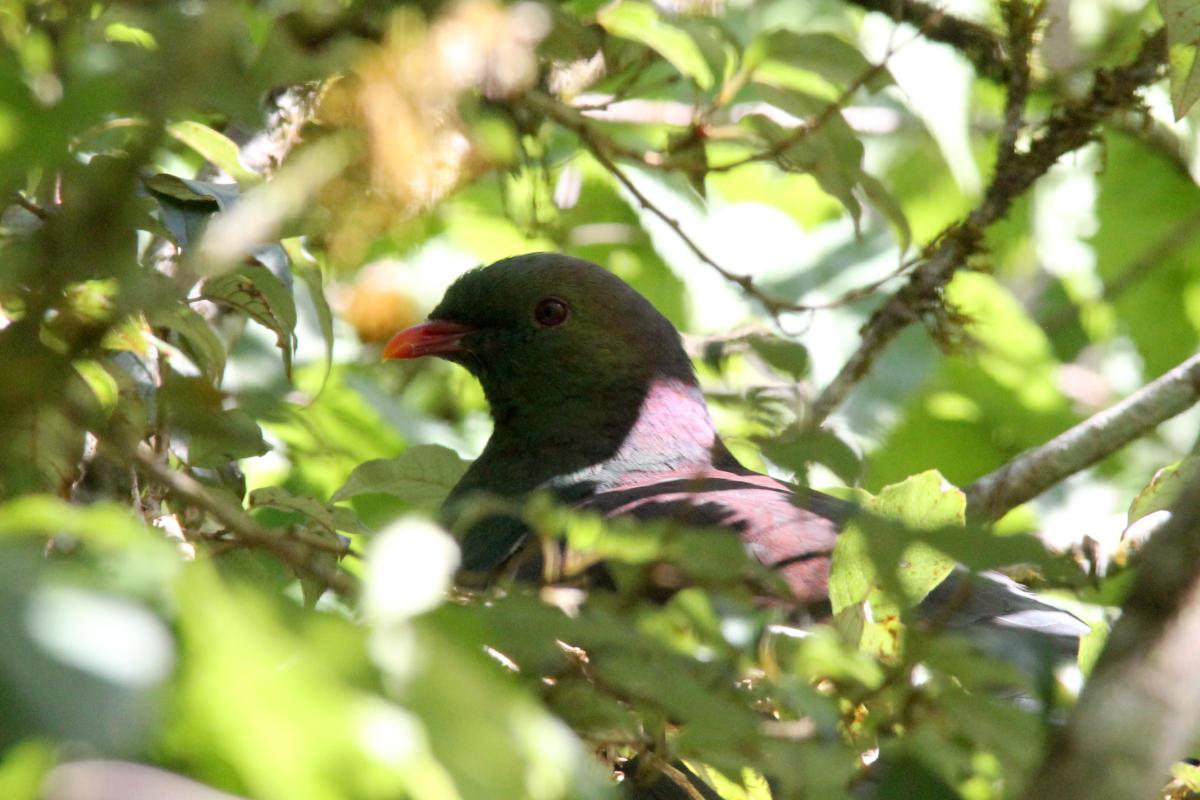 New Zealand Pigeon (Hemiphaga novaeseelandiae)